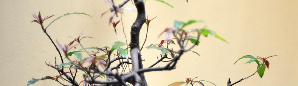 פותחים שבוע בדרום 077-4014770